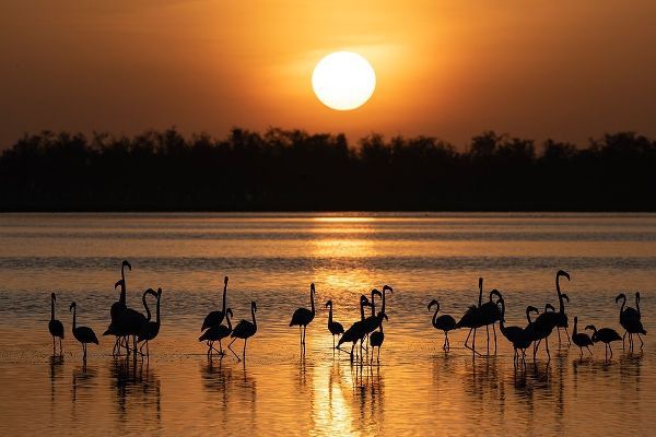 Africa-Kenya-Amboseli National Park Greater flamingos in water at sunrise